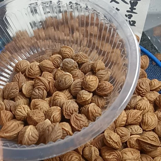海***空手串桃核龙纹桃核手串料