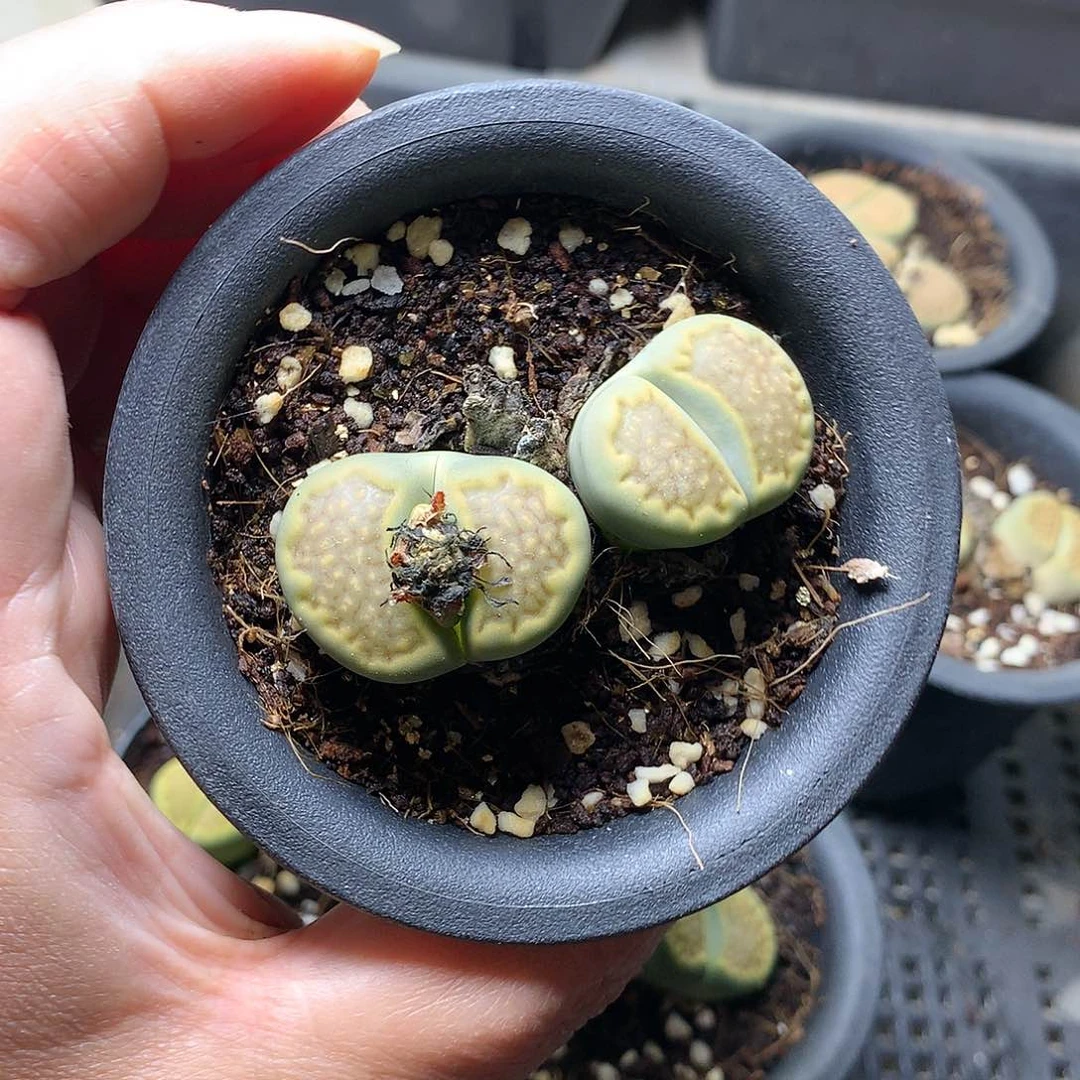 静*K346多肉植物保护