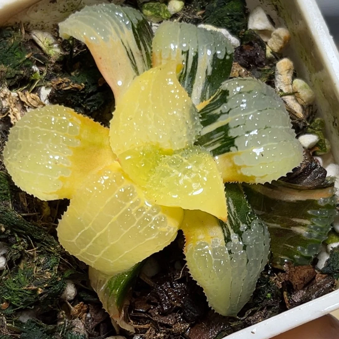 恭喜发财大吉大利0095