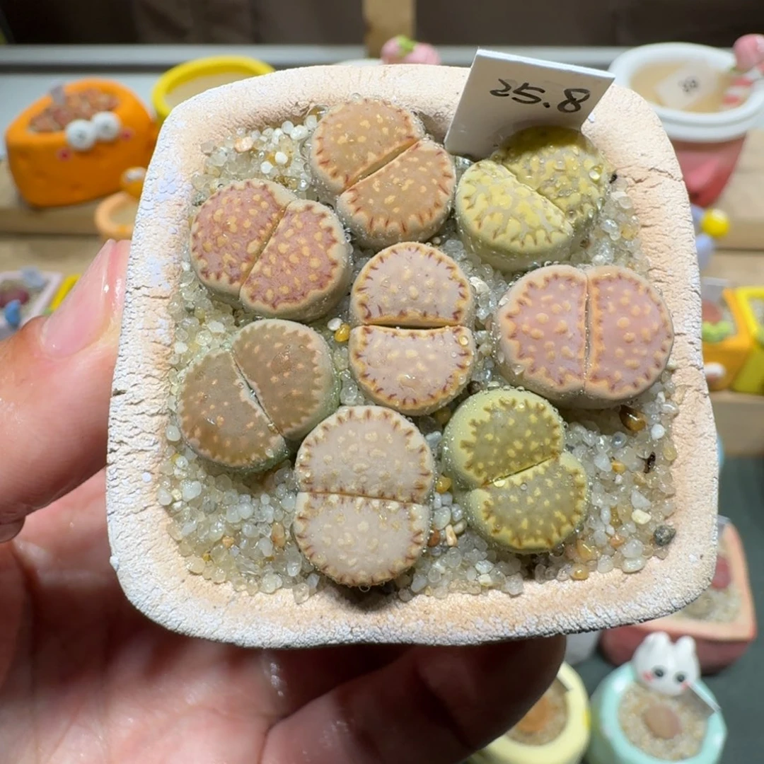 红陶蘑菇439饼干