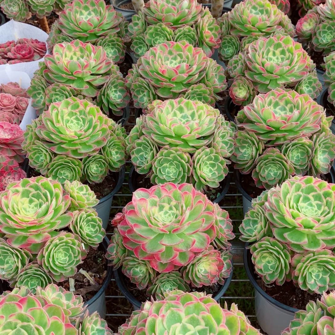 模特海王量拍多肉法师一个（带盆带土）