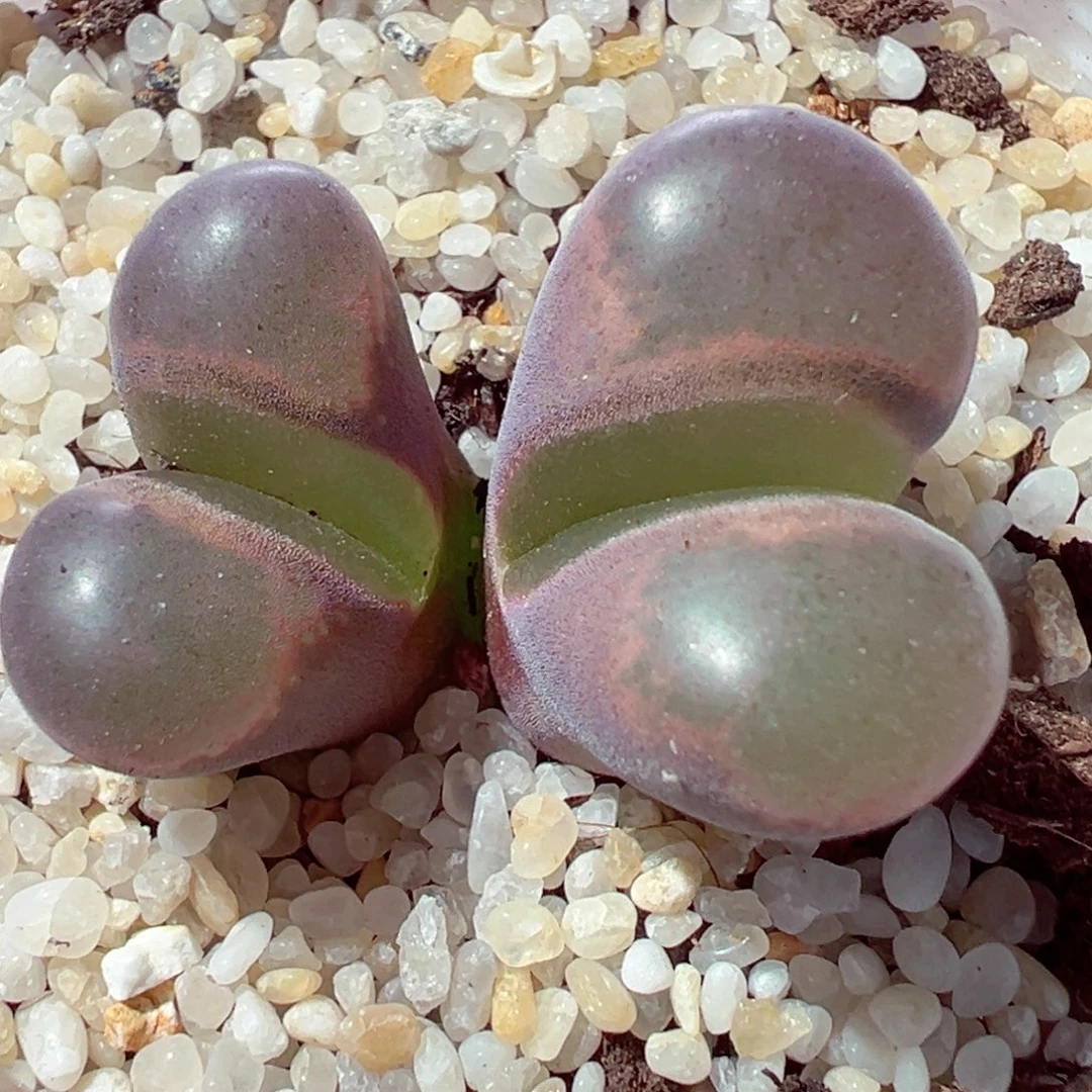 1021-506多肉多日雪花1808