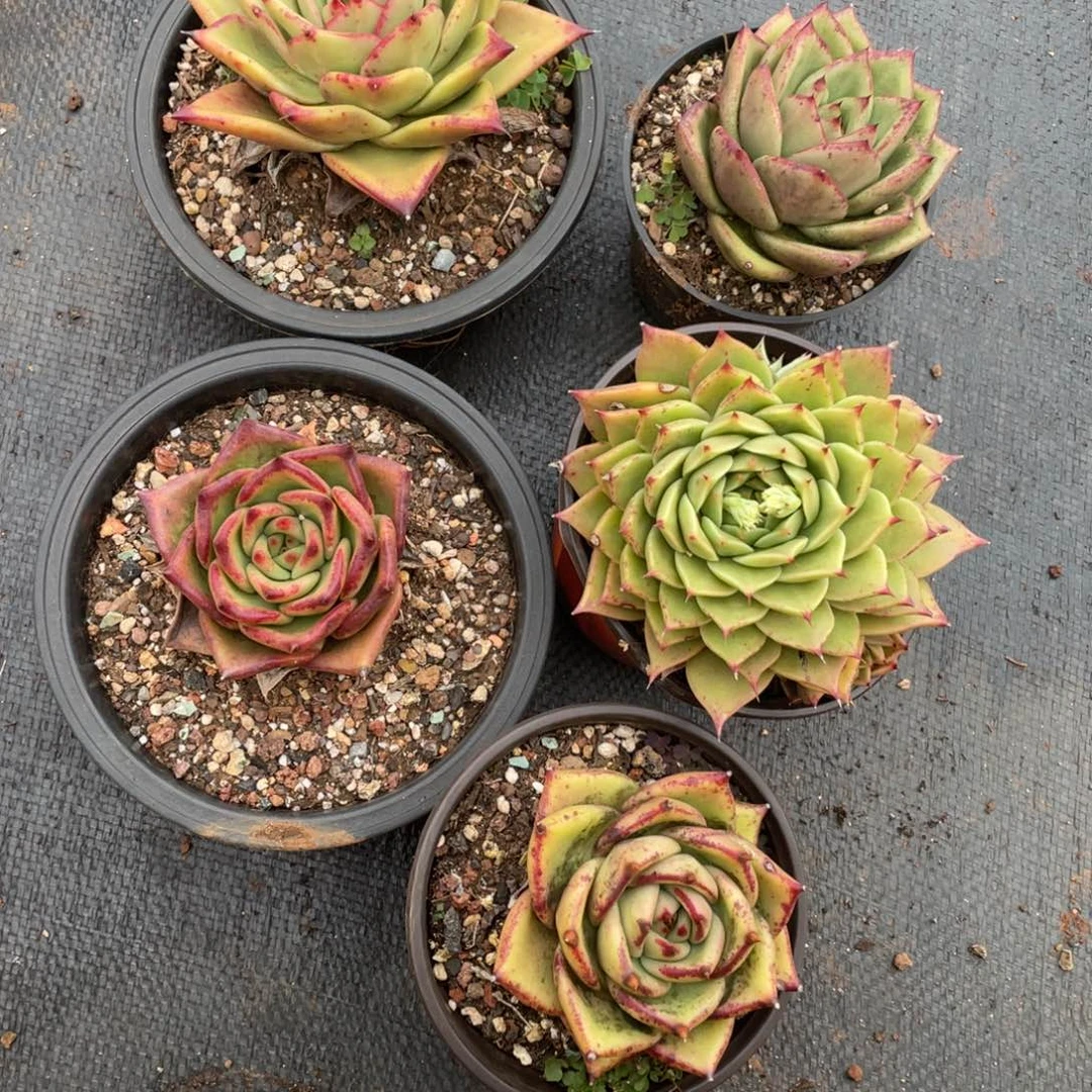 无花朵若如东云组拍D008