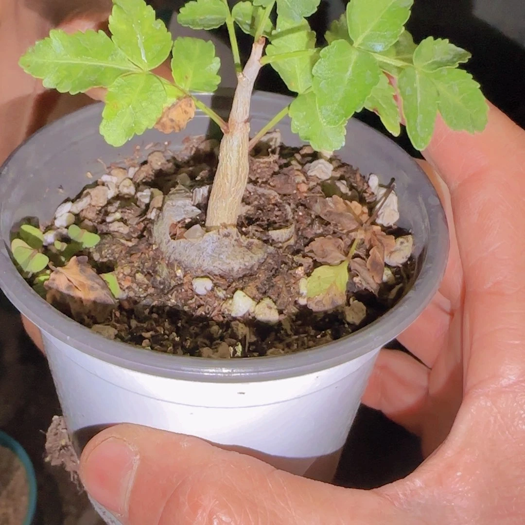 慕***期块根植物块根植物