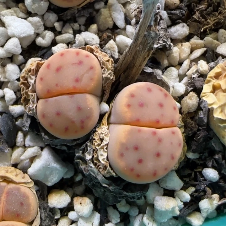 6.14。 神笛。9007。 。