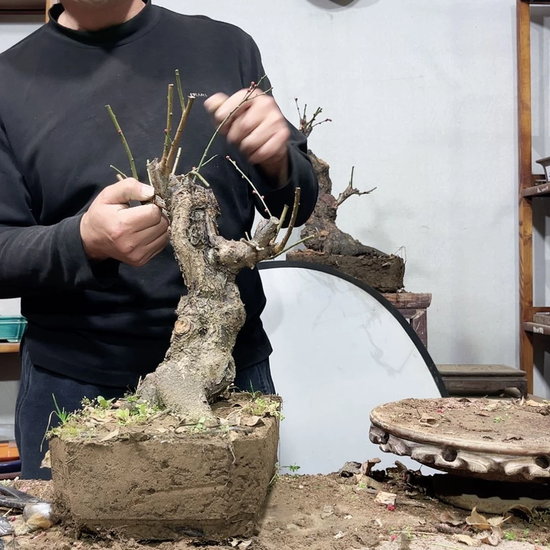 S****a高端盆栽花卉