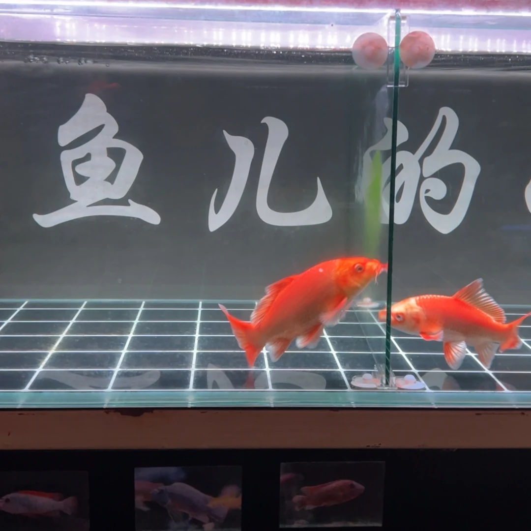 海水鱼富****门蝴蝶鲤。11