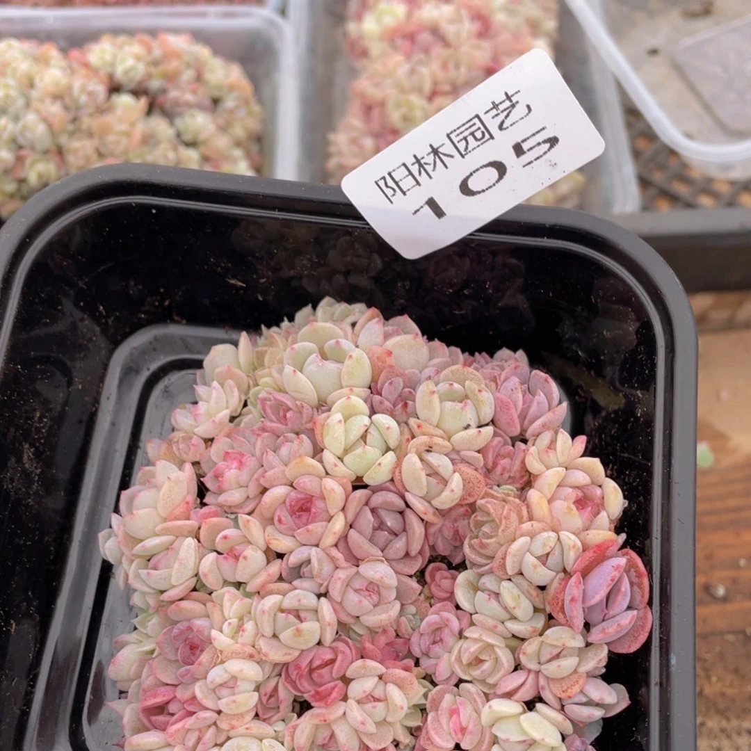 多肉植物多肉植物105