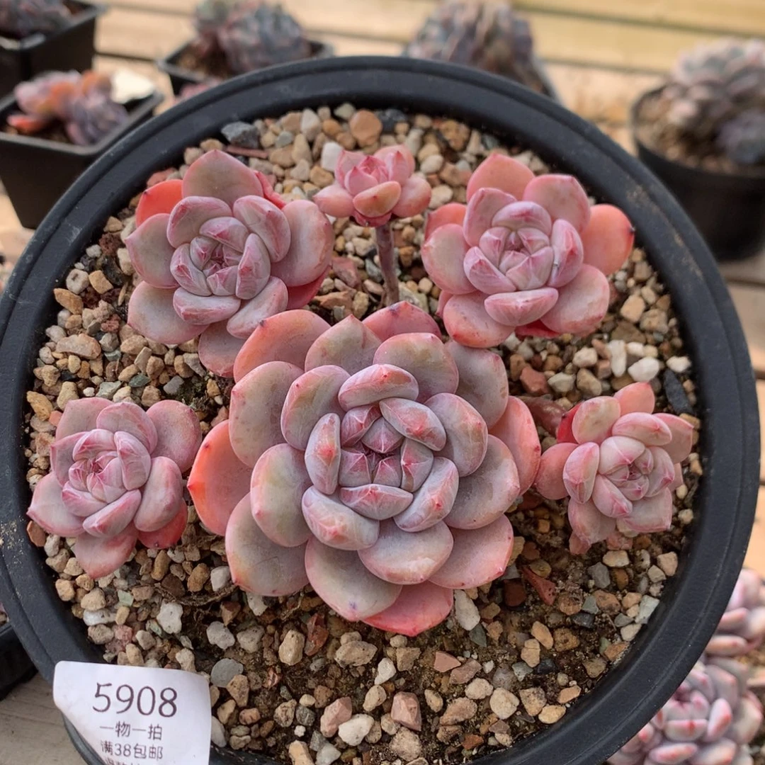 15厘米六头溏心石榴籽 无砍 5908