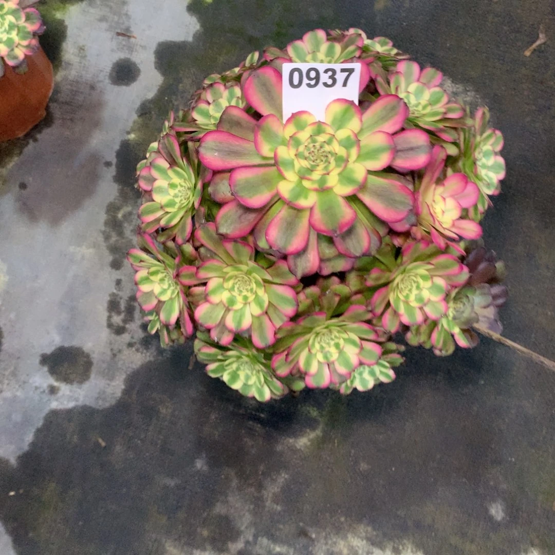 沁***源维纳斯937法师多肉植物3800000