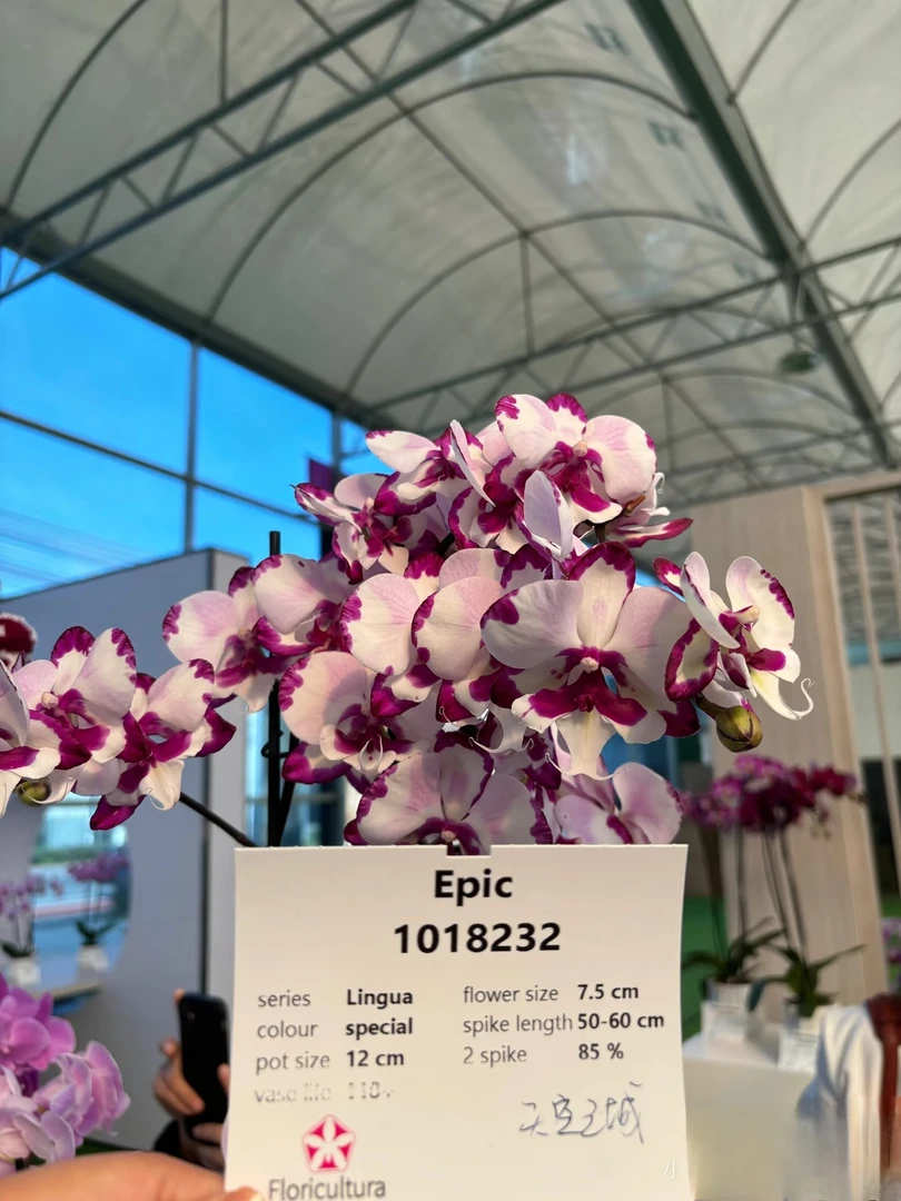 天空之城蝴蝶兰双苗3.5寸杯（没花剑）弱根