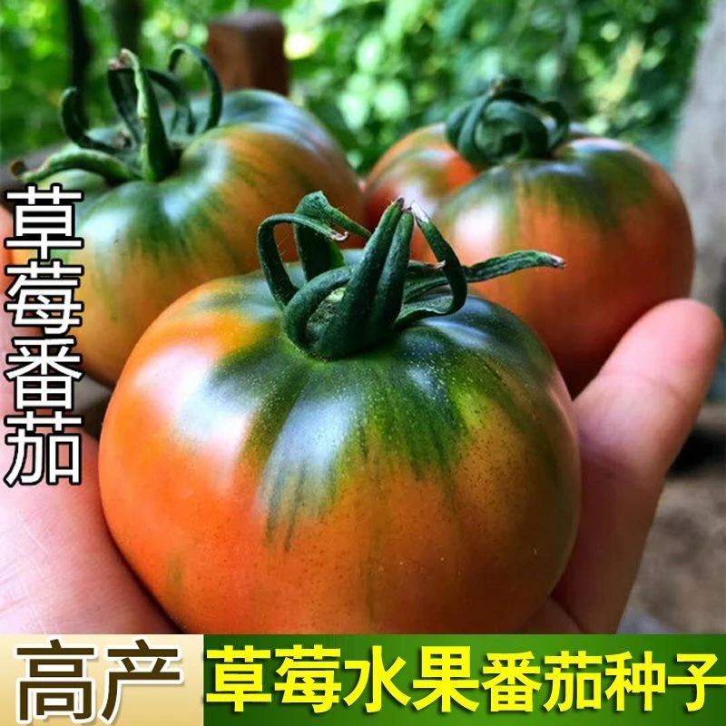 草莓水果番茄种子沙瓤春季粉果西红柿蔬菜四季瓜果种籽春季种孑籽