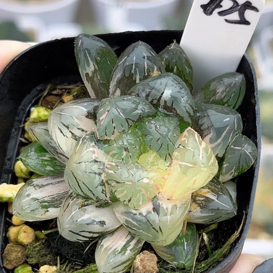 125冰灯玉露锦福利专场