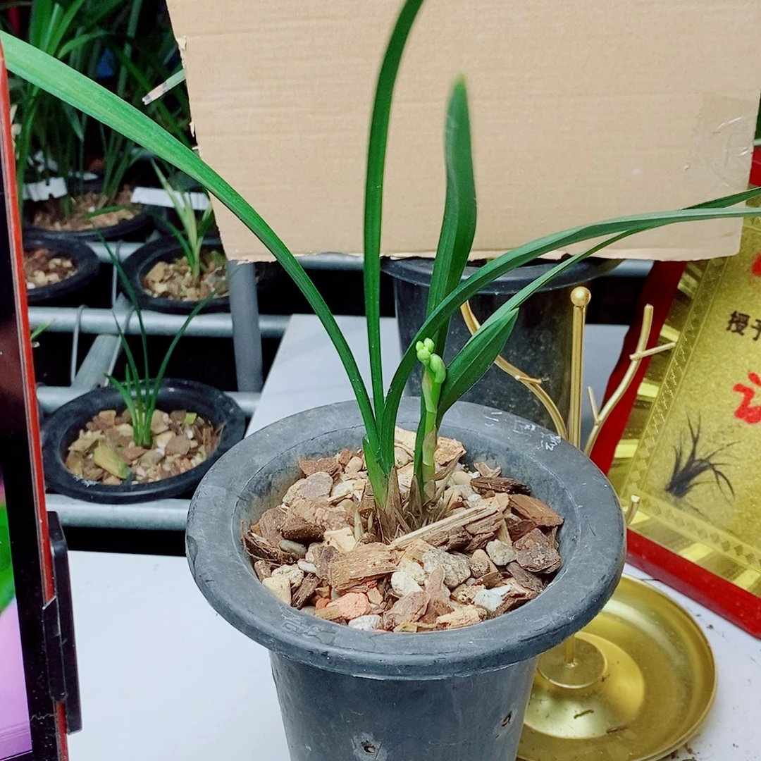 当前无花朵，栽培后可花朵汇