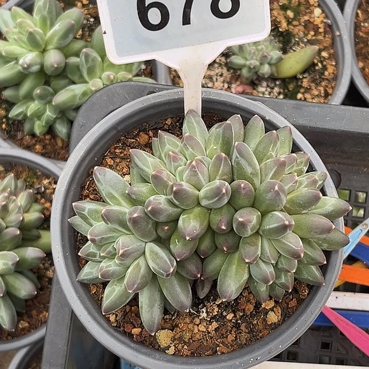 多肉植物申公豹678