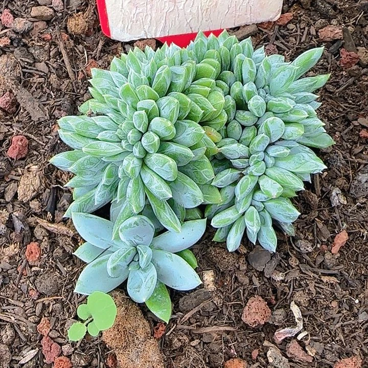 美人缀化960多肉植物
