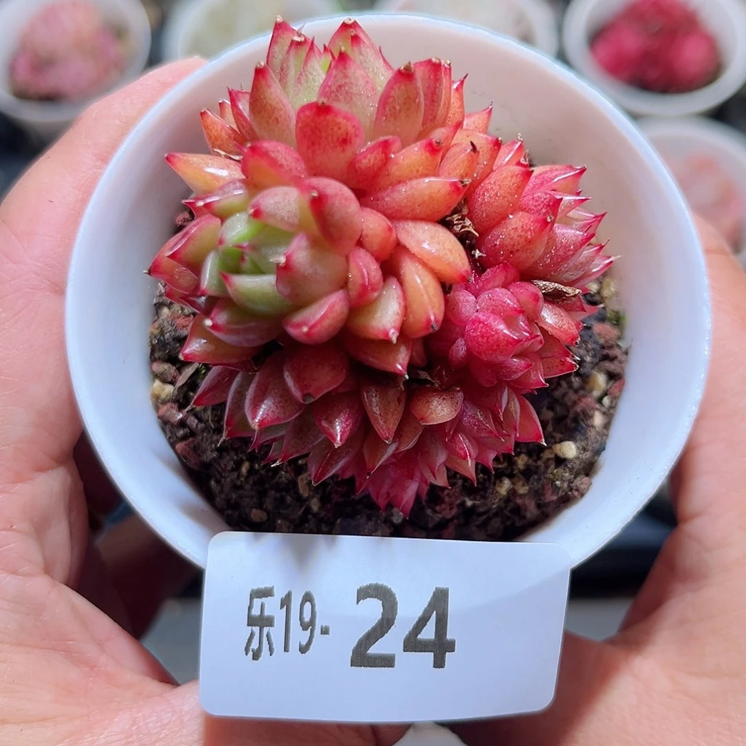 木乐14-24新品群