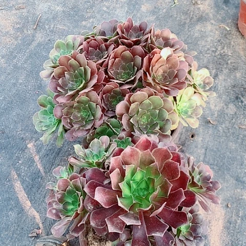 荷兰玫瑰和花纳多肉植物法师36