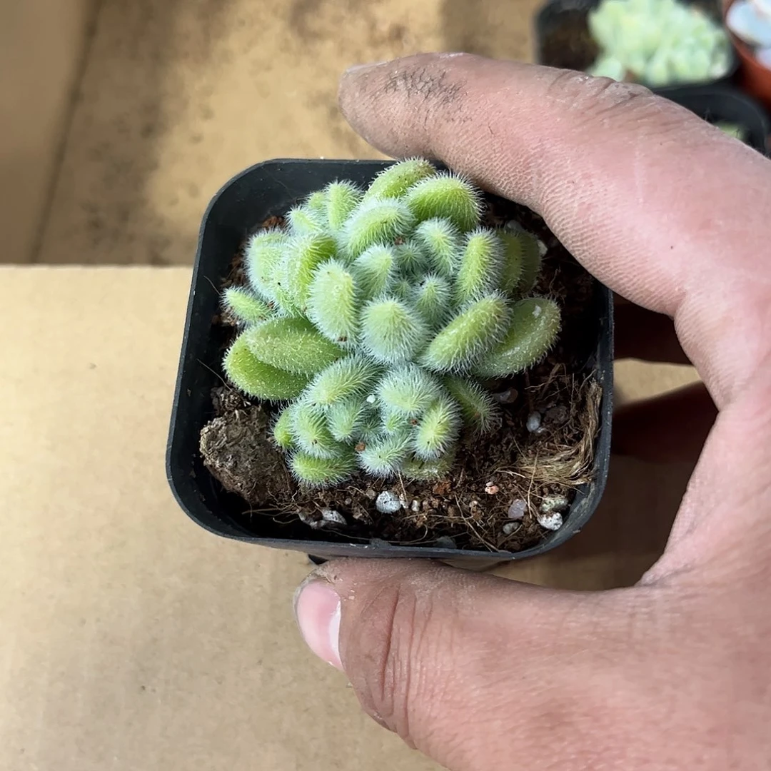 新东尼单头发货有根