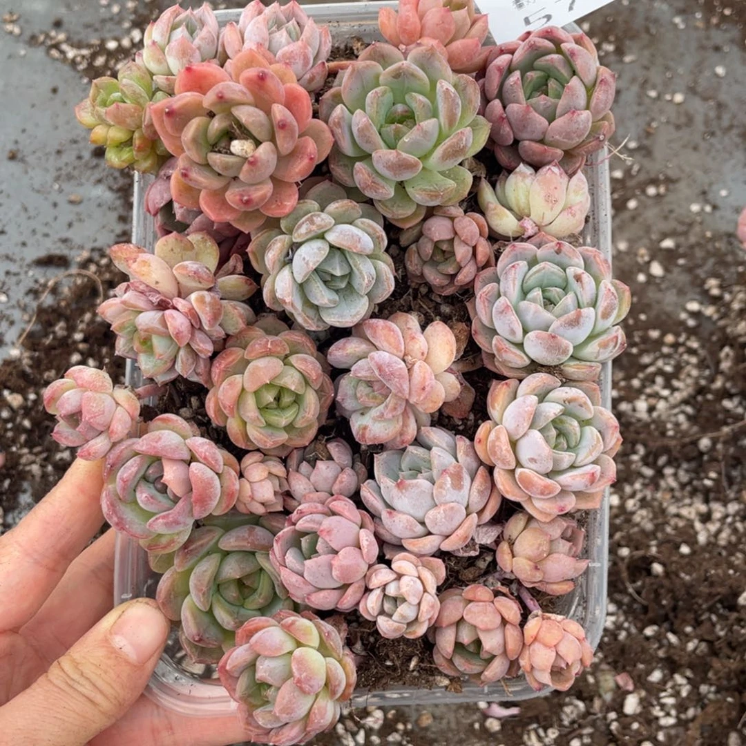 糕大上多肉植物570