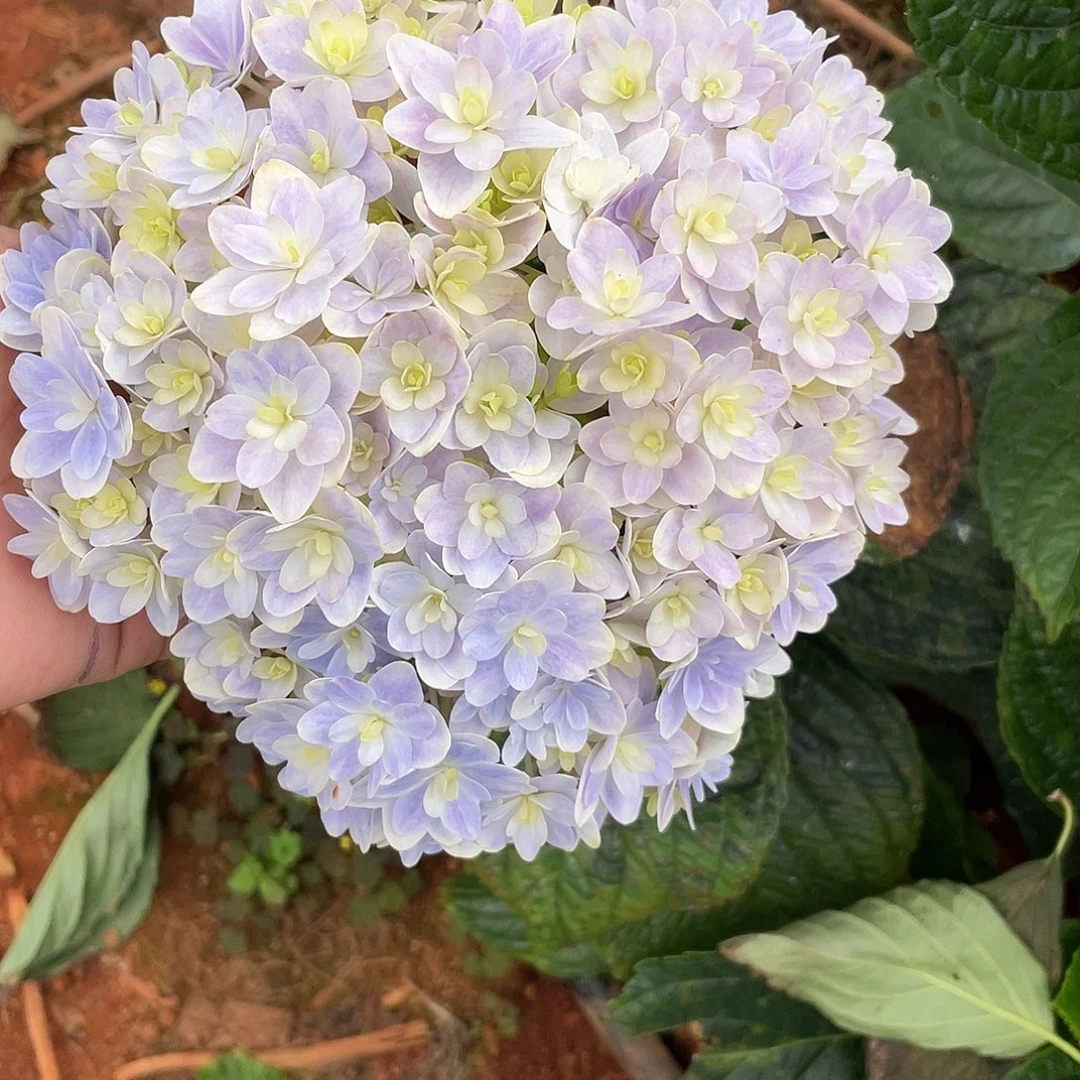 绣球切花一物一拍3枝起包邮，101