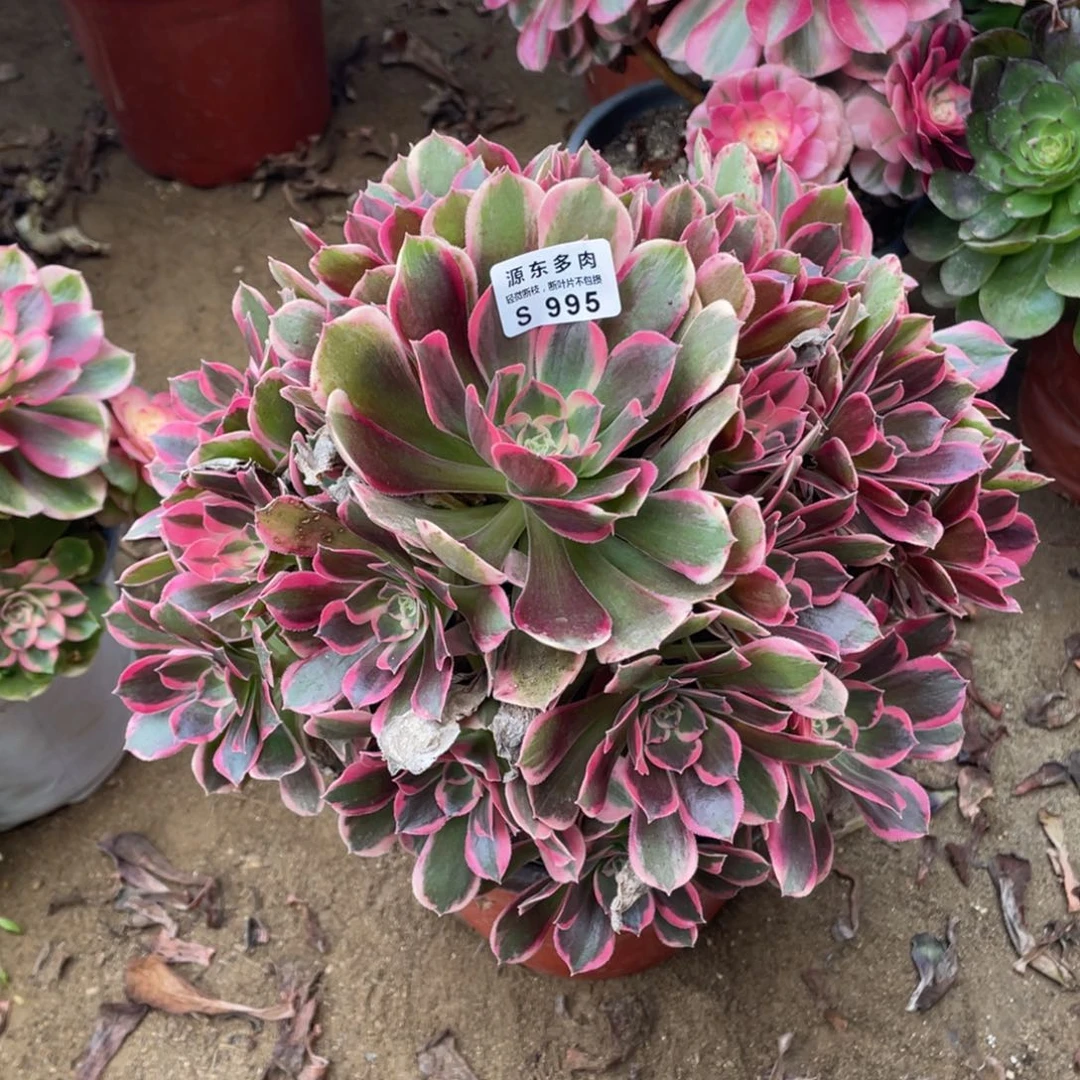 995皇后多肉法师断枝不包