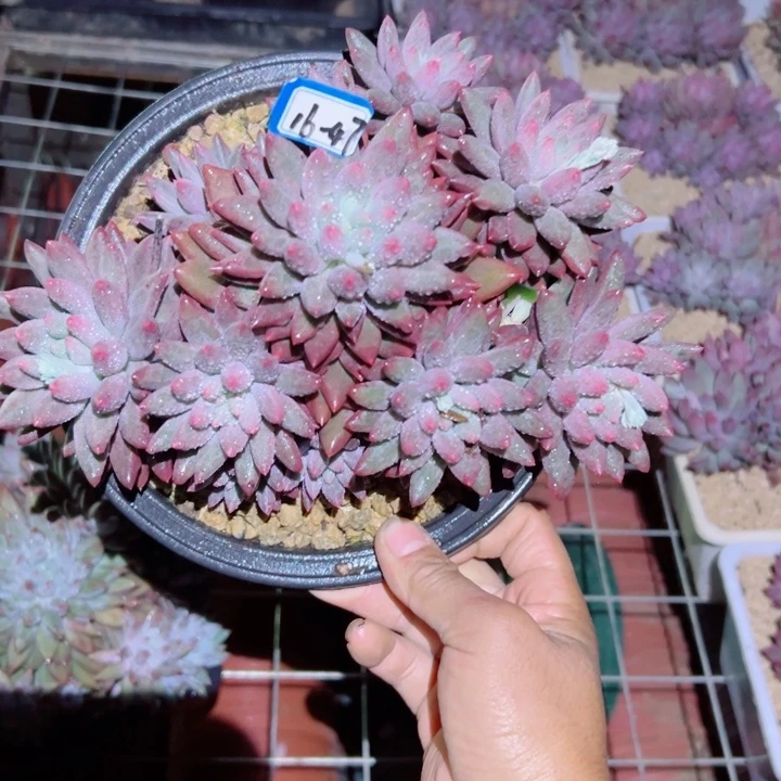 你***贝精品多肉植物老桩