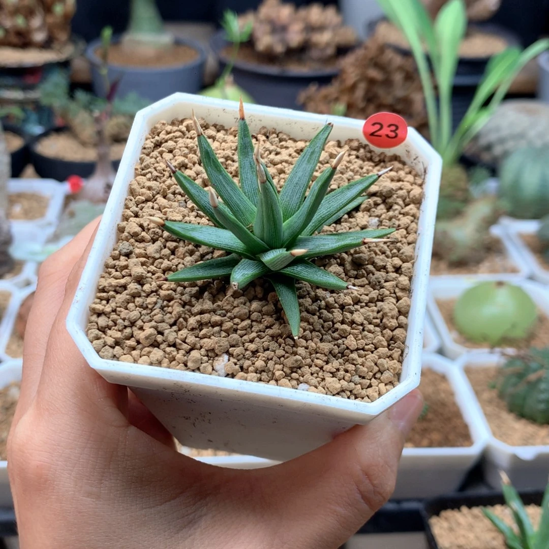 棉花糖龙舌兰脱土