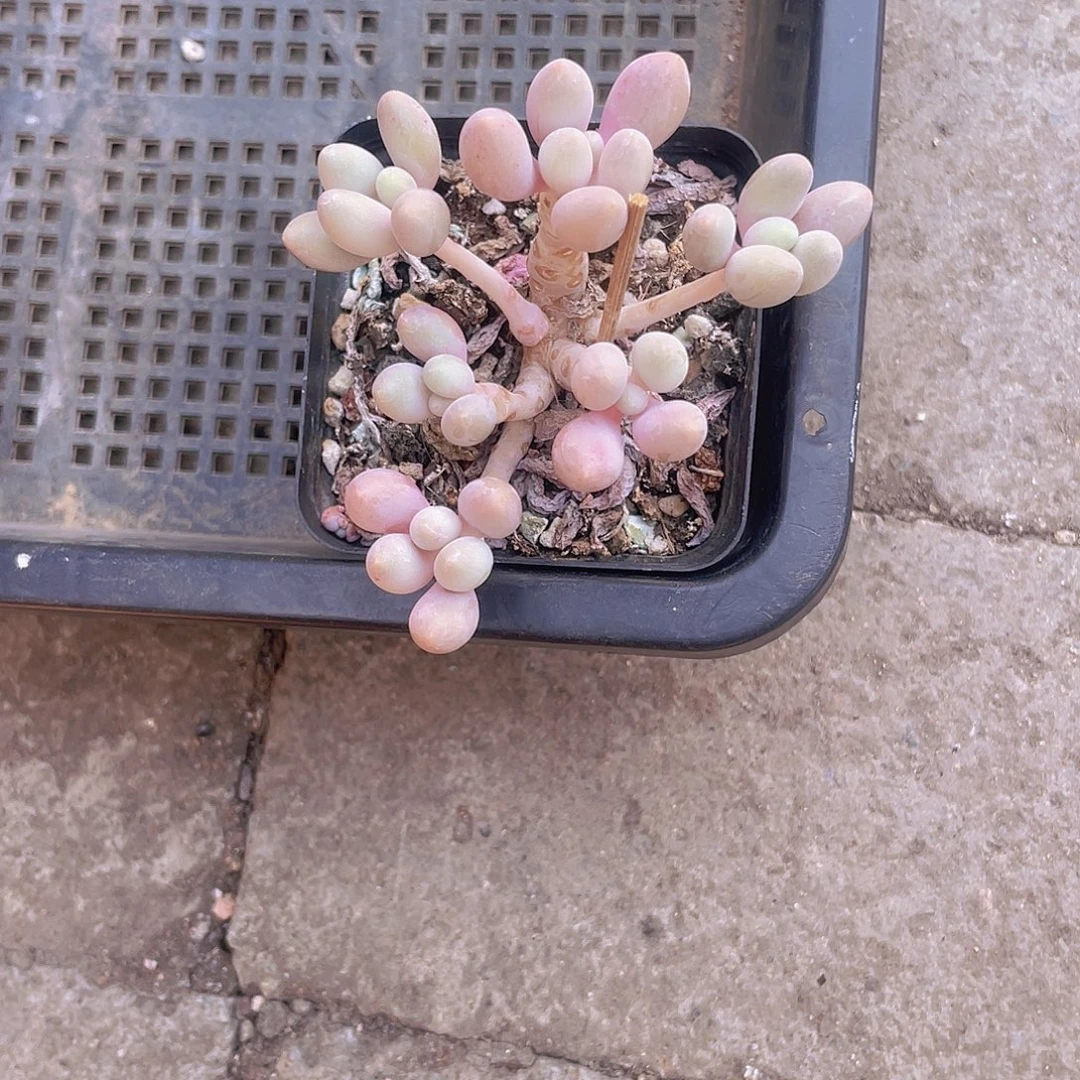 庞***贝莓果 多肉植物 多肉