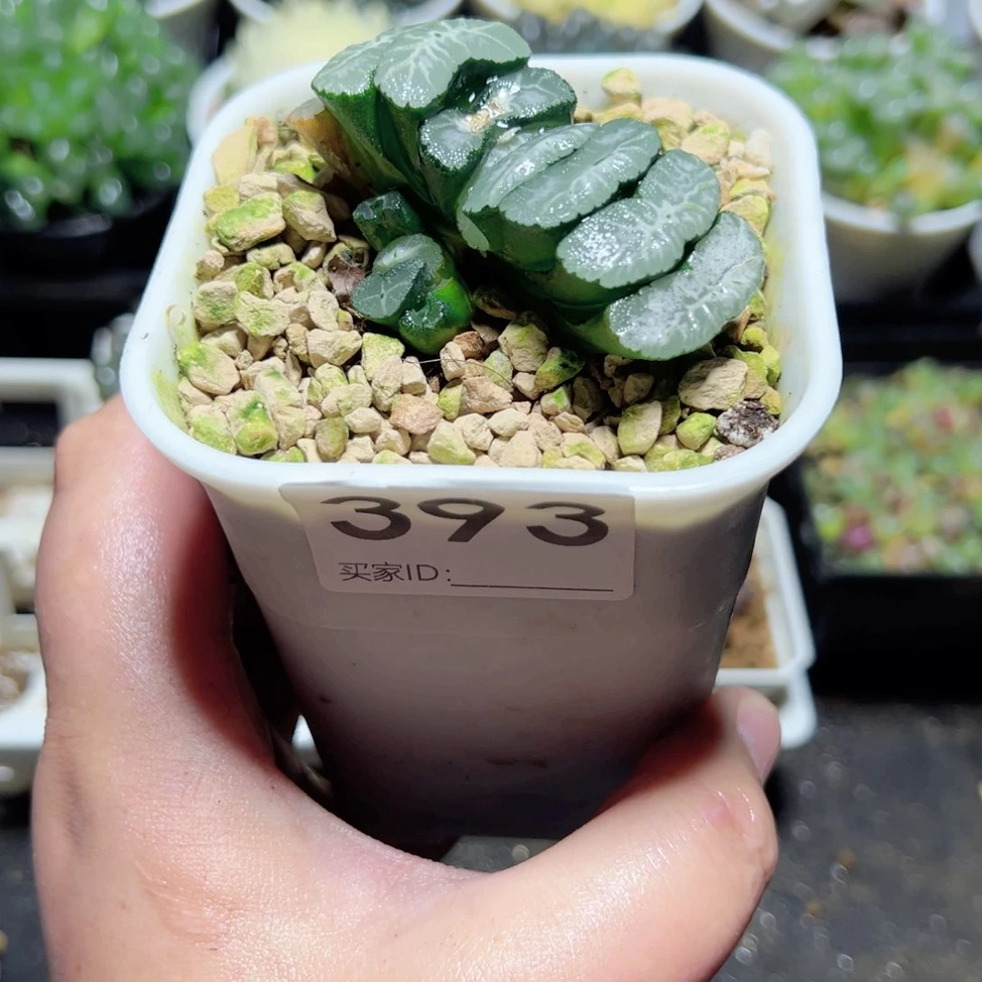 ﾚ****ﾍ393多肉植物一颗玉露