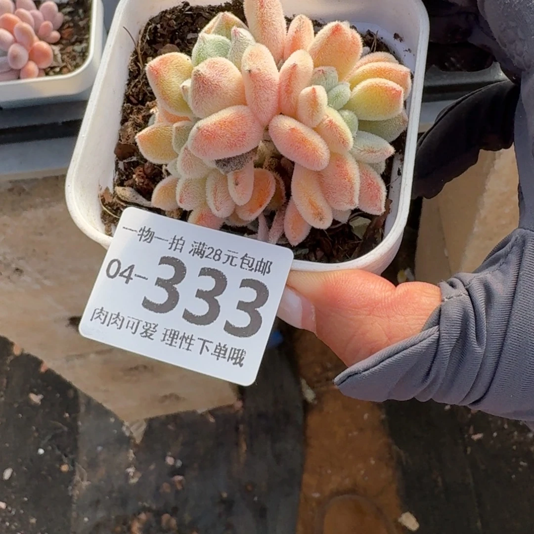 雪晃星缀无盆土发货无