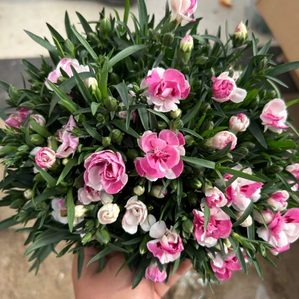 【粉芭蕾】康乃馨开花