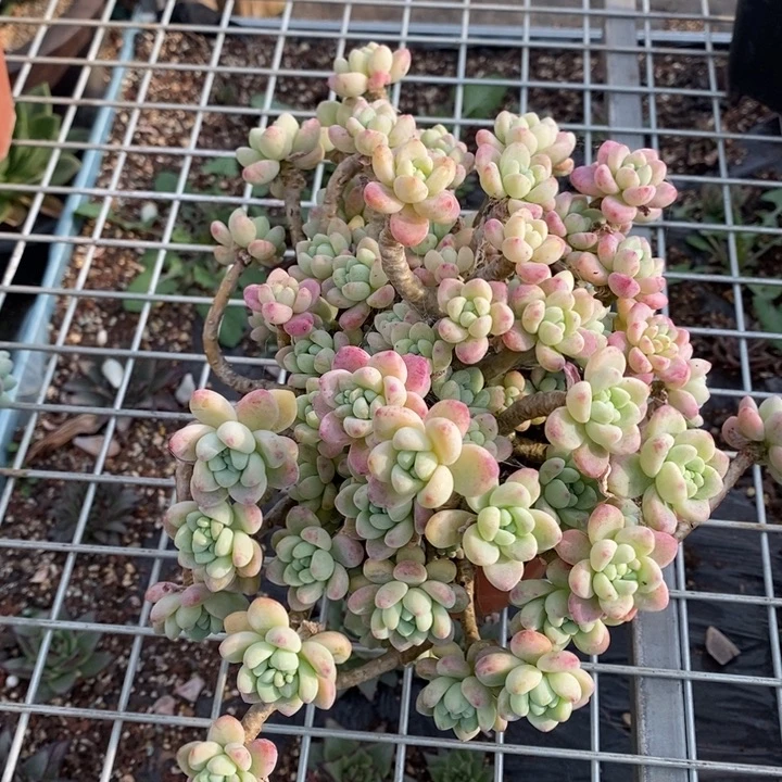 D388- 直播福利 劳尔捧花