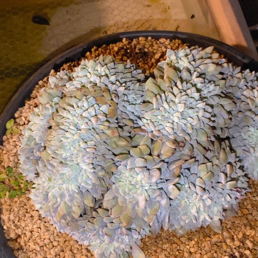 【闪购商品】奥*曼111