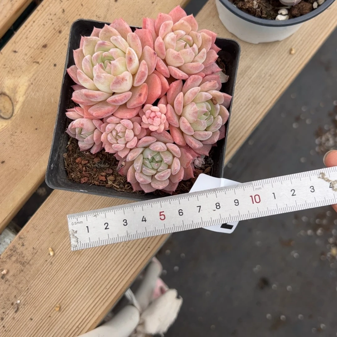 婷*717 多肉植物组合盆栽