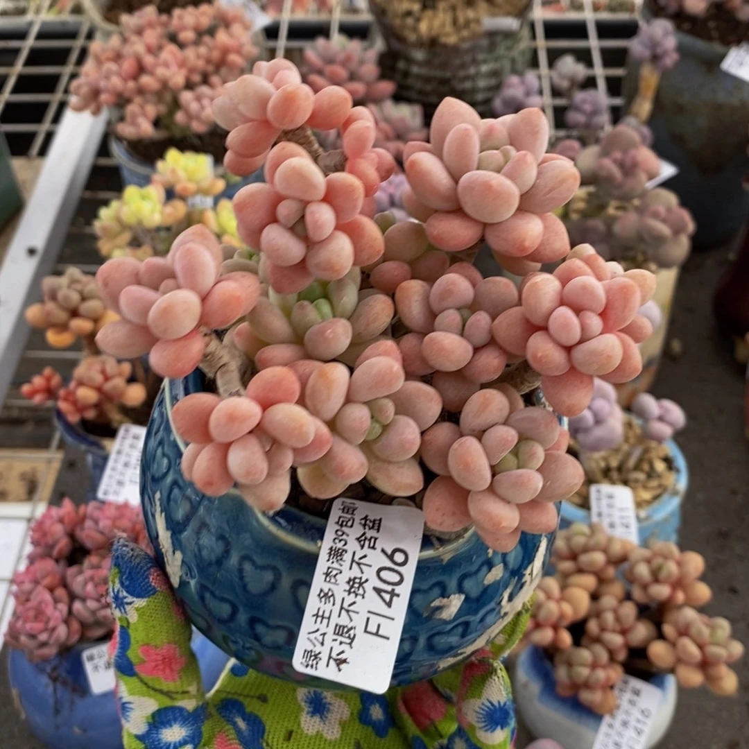 福***福鱼子酱406/10cm多肉