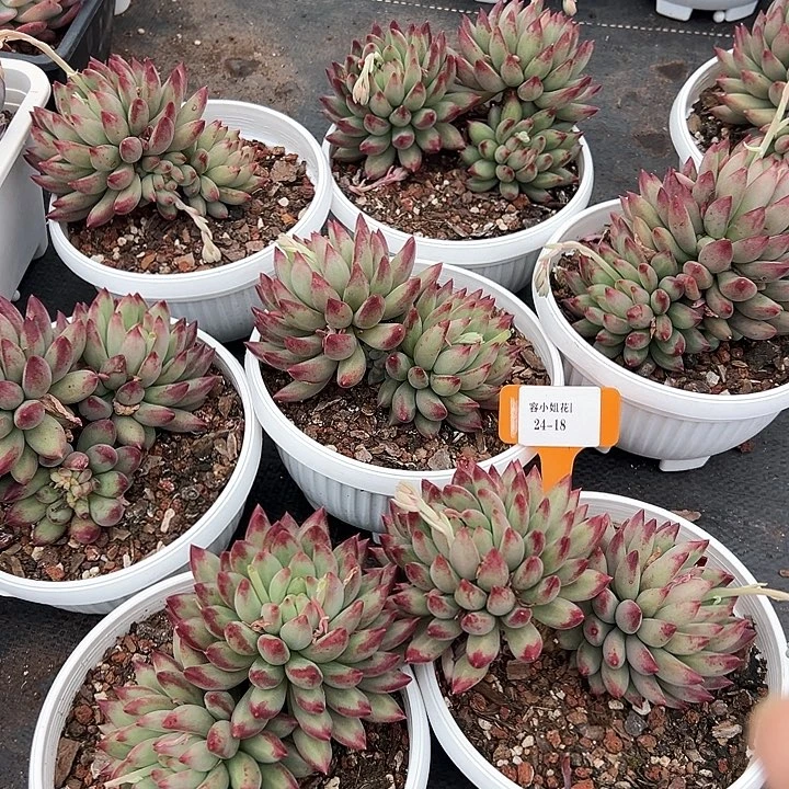 24.18虞美人一个脱土