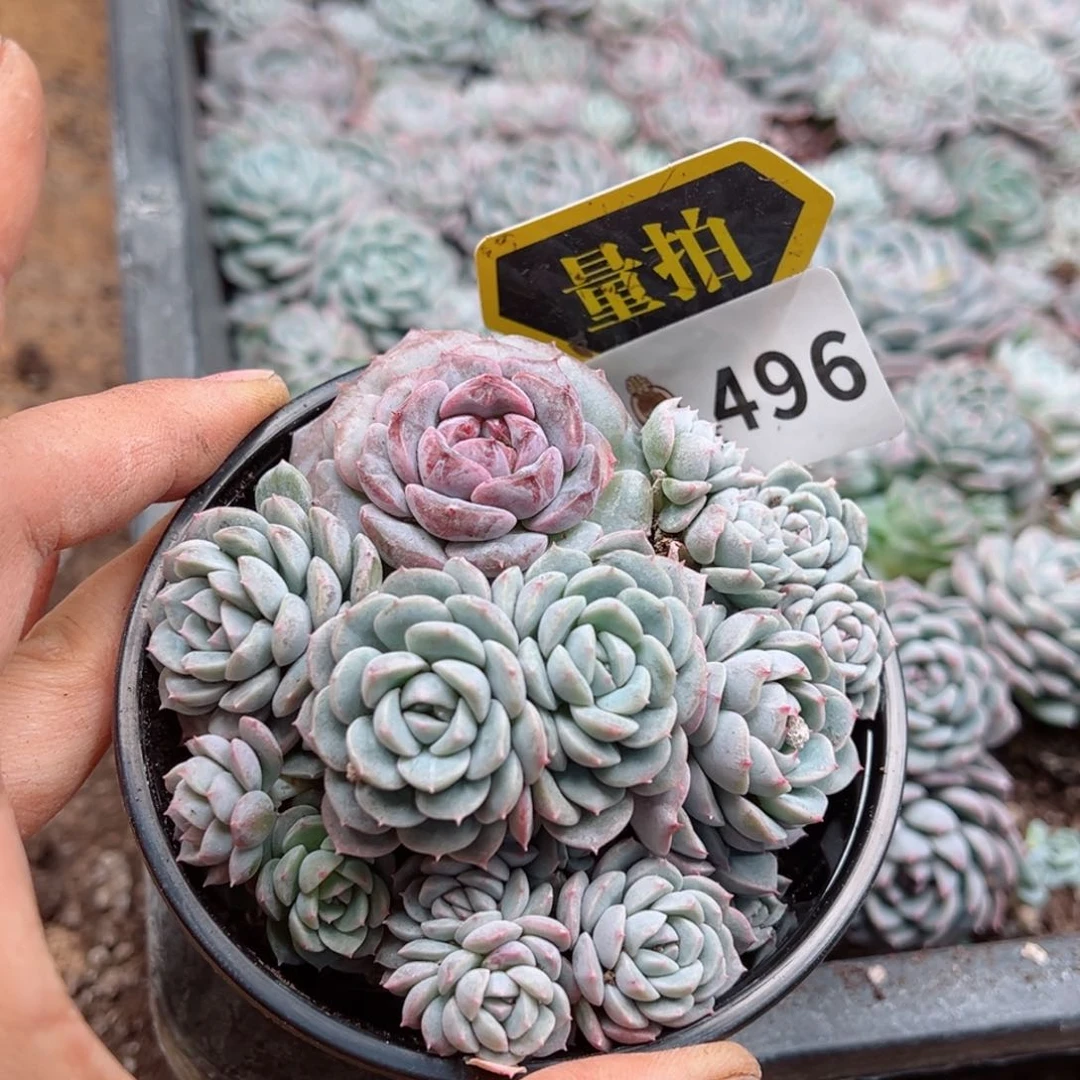 多肉植物多肉植物