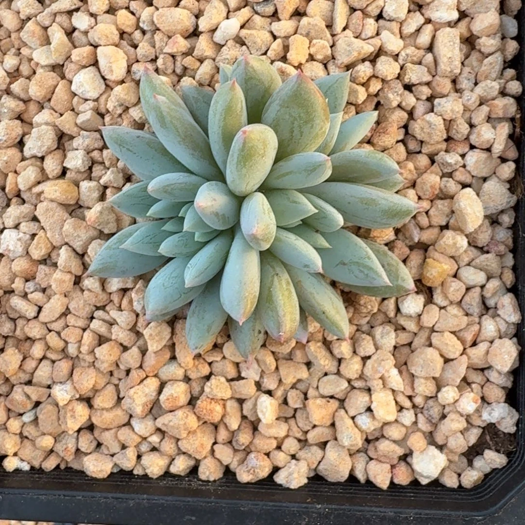 人鱼公主 3头 一物一拍