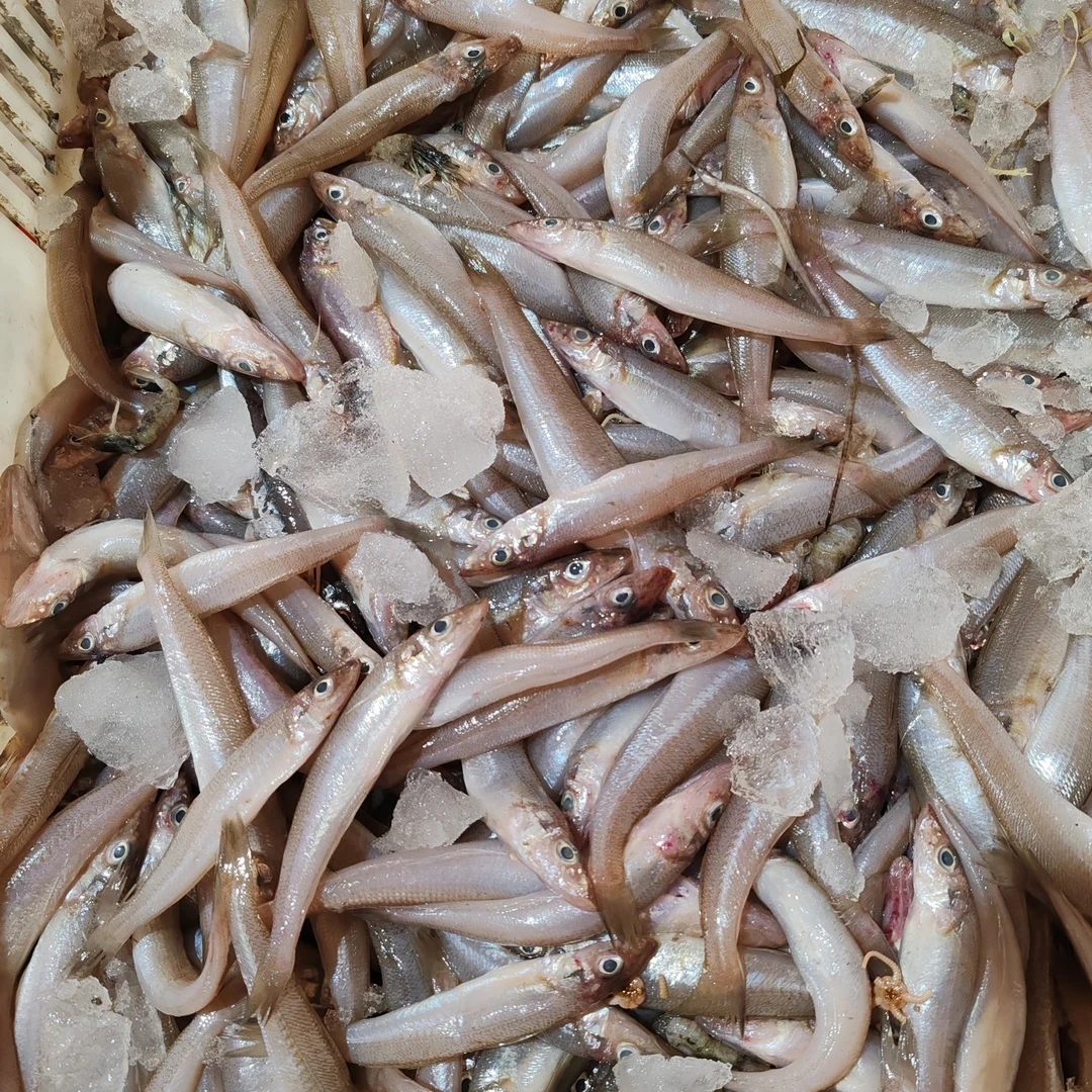 （4.9-5.1斤）大连新鲜野生沙丁鱼大小不均有破肚介意勿拍