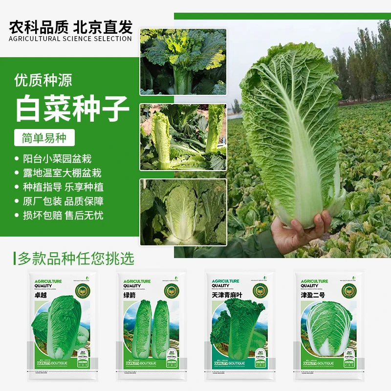 【农科院推荐】秋播大白菜绍菜种子青麻叶大白菜种子冬储大白菜蔬菜