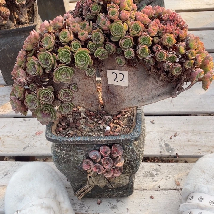 多肉葡萄和小橘子等我一起长大