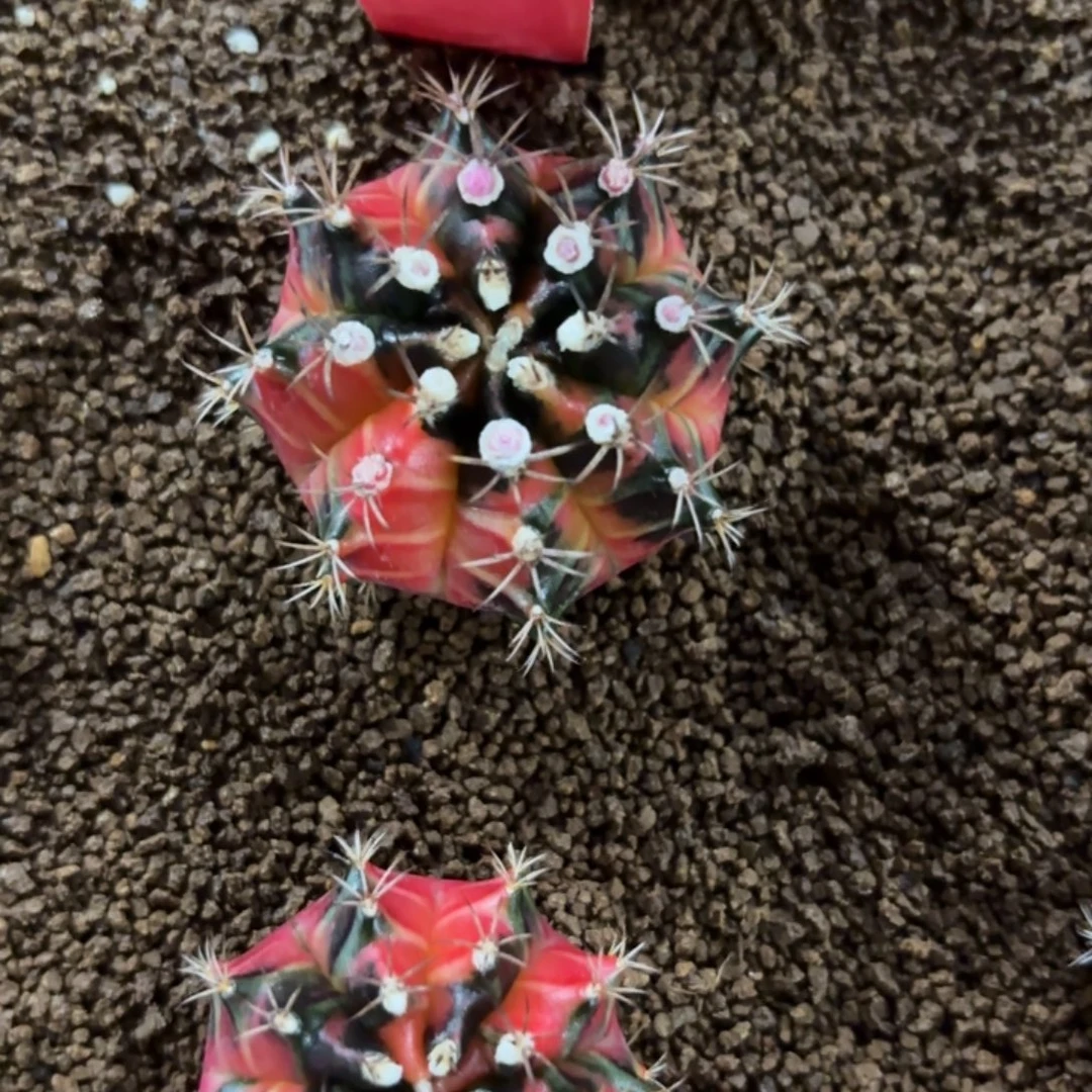 262-1218泰国发货多肉