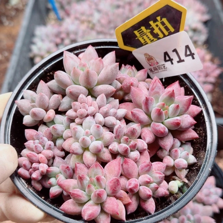 多肉植物多肉植物