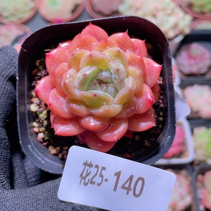 花利美25-140新品