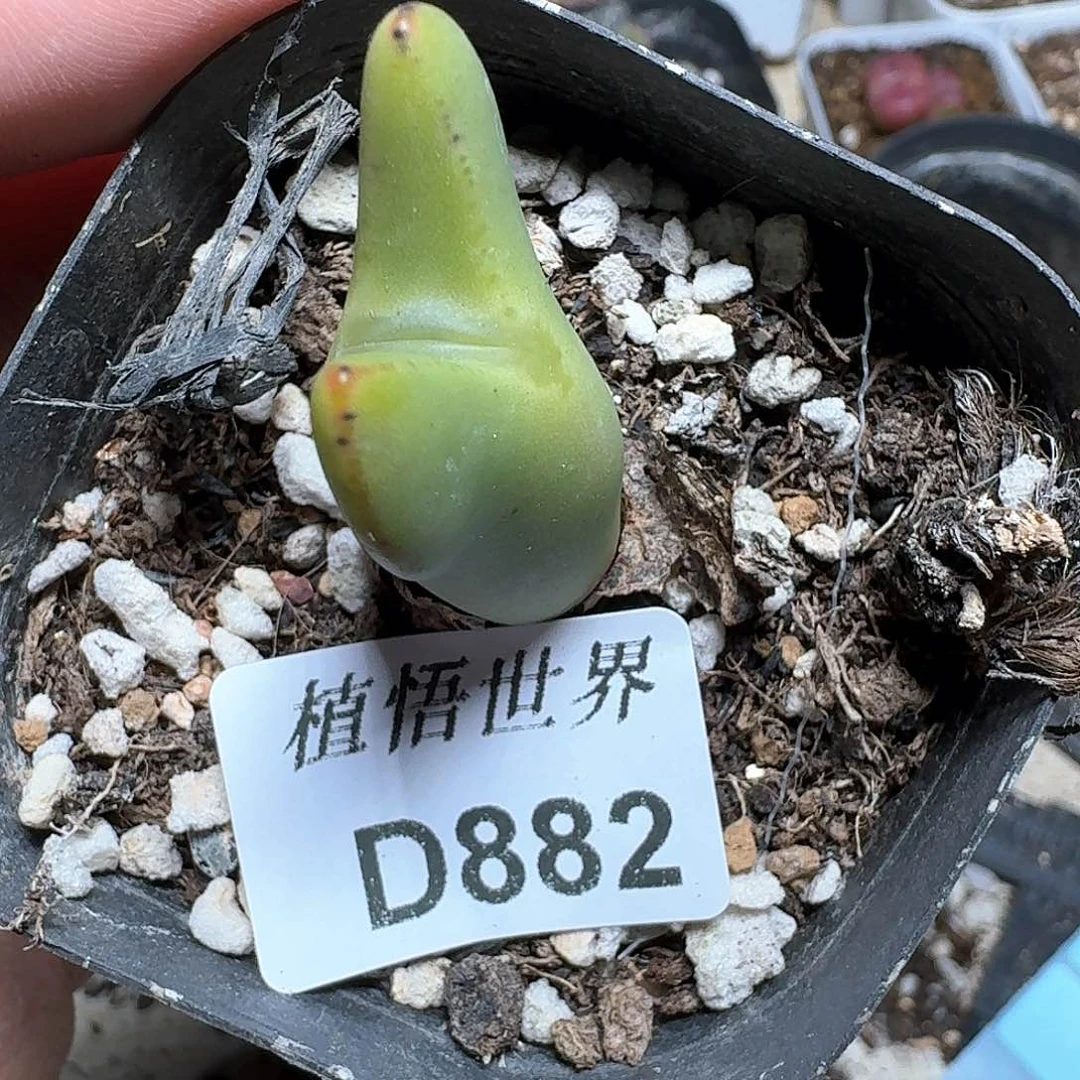 882号多肉植物哇c