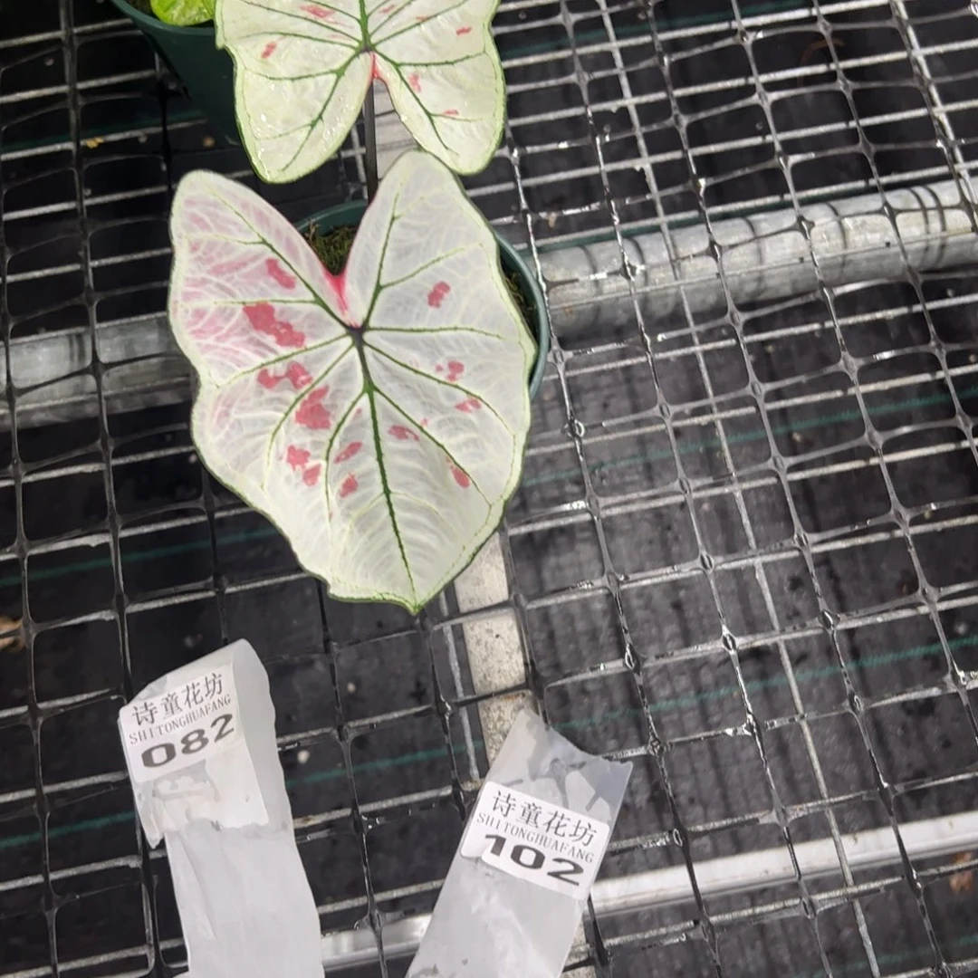 c***鱼无花朵            083草莓不包售后