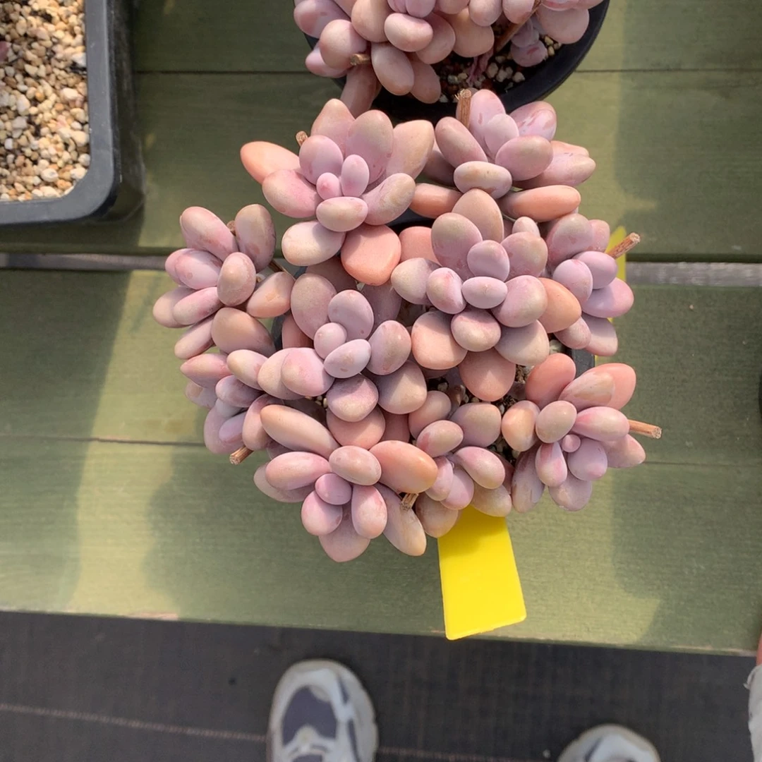 桃蛋 多头 一颗