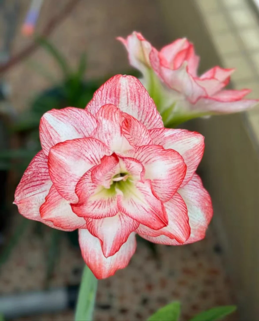 天仙美女朱顶红，主球6+带10个侧5个大侧，已开花对版不包后期养护。