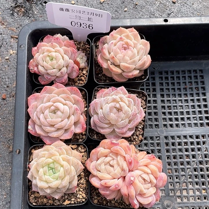 薇薇安园艺多肉0936